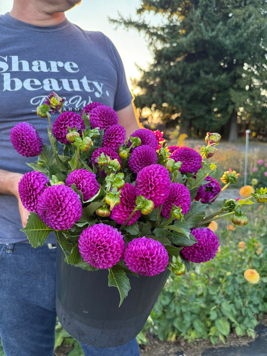 SB's Becky Dahlia Tuber