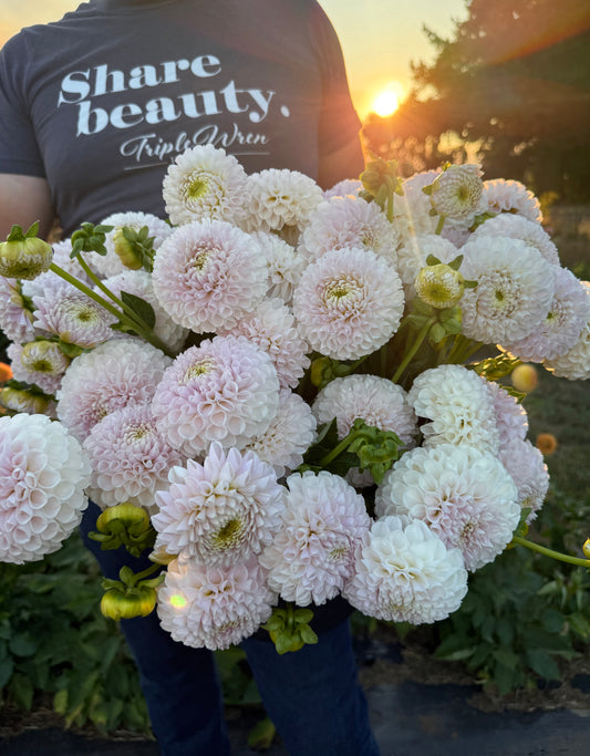 Irish Erin Dahlia Tuber