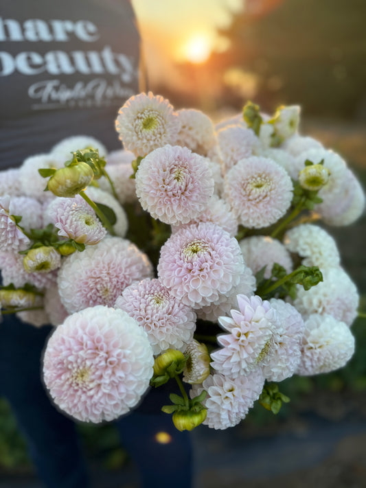 Irish Erin Dahlia Tuber