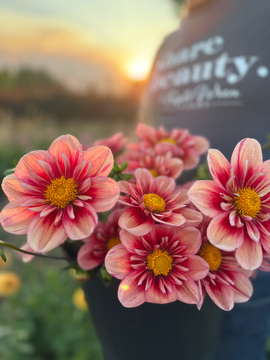 PK Bloodshot Dahlia Tuber