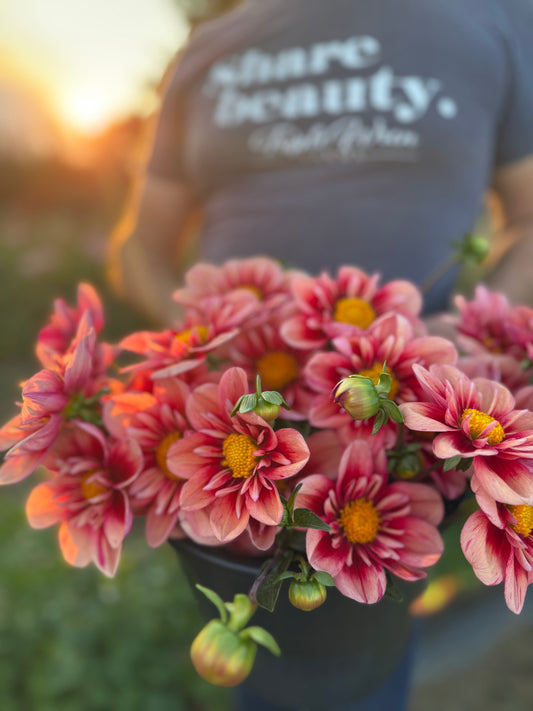 PK Bloodshot Dahlia Tuber