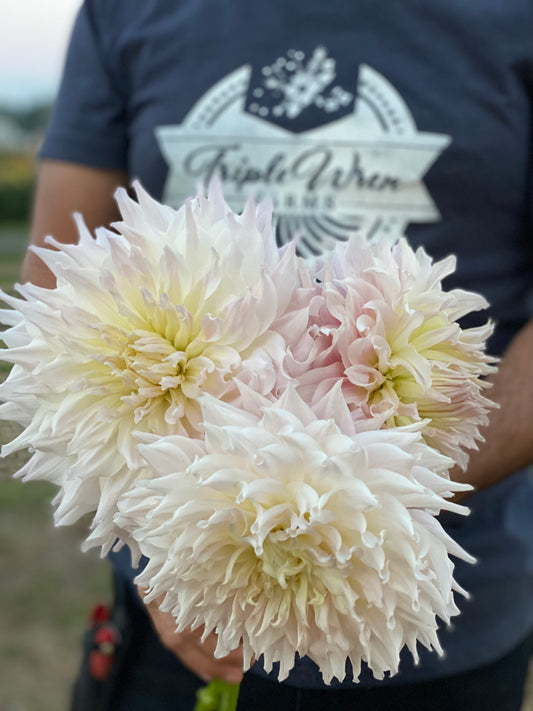 KA's Cloud Dahlia Tubers from Triple Wren Farms