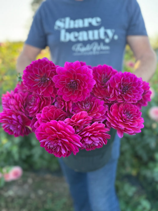 Sandia Nocturne Dahlia Tuber