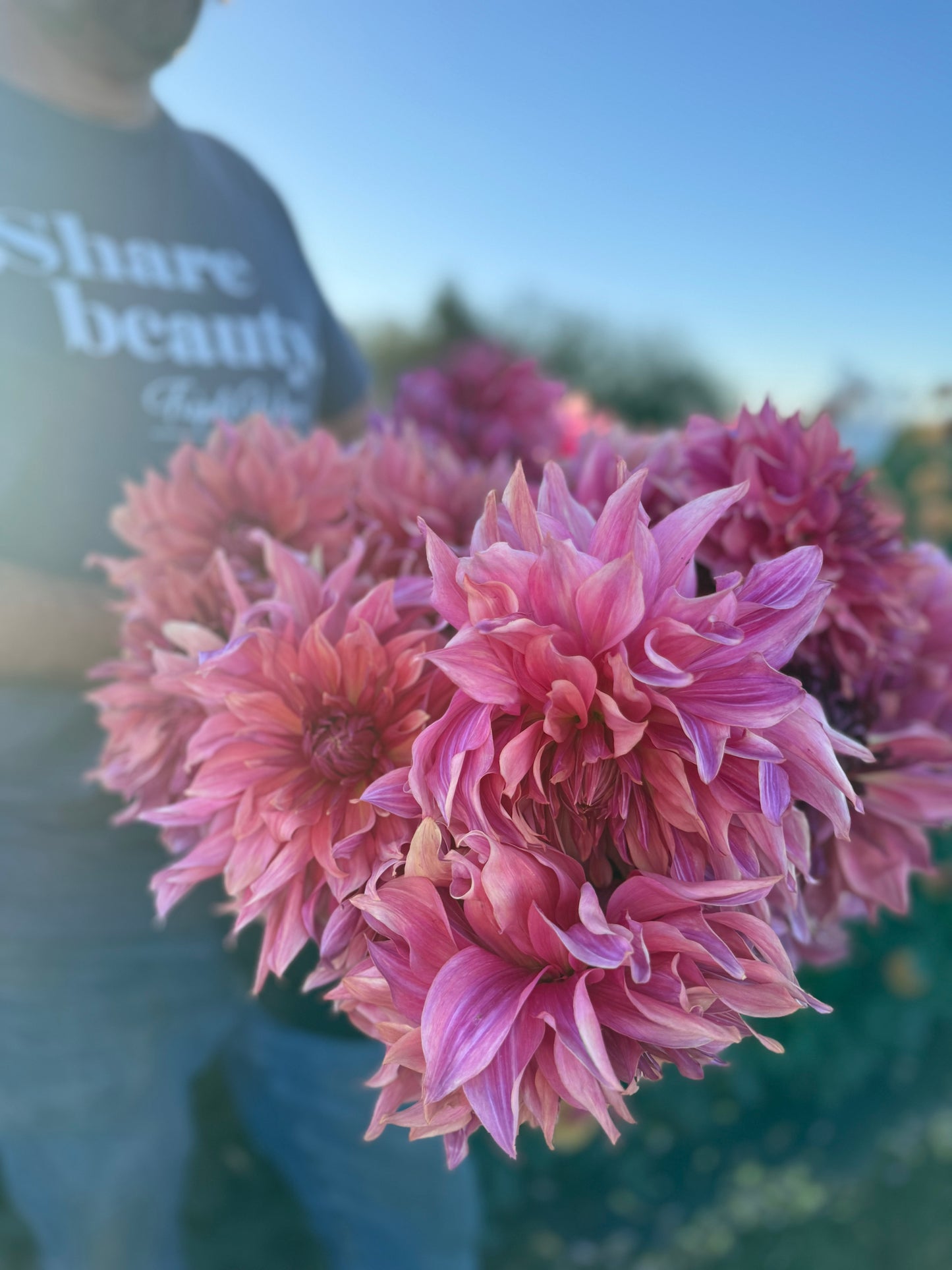 Penhill Dark Monarch Dahlia Tuber