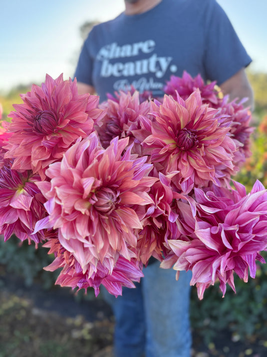 Penhill Dark Monarch Dahlia Tuber