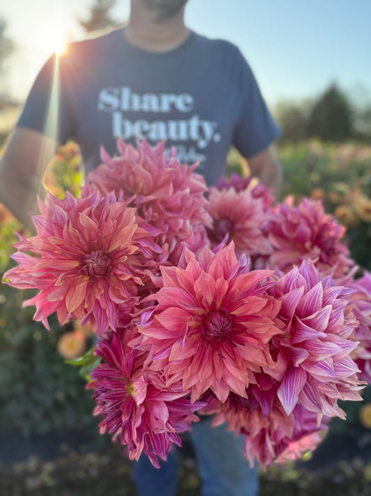 Penhill Dark Monarch Dahlia Tuber