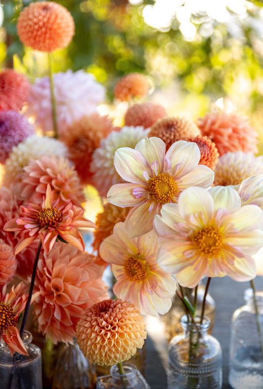 Yellow and Light Yellow and Pink and Light Pink dahlia tubers Apple Blossom from Triple Wren Farms