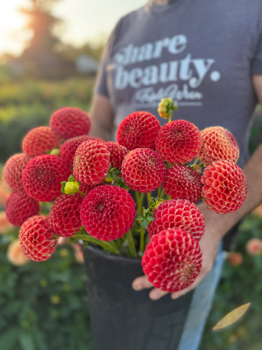Irish Lil Red Dahlia Tuber