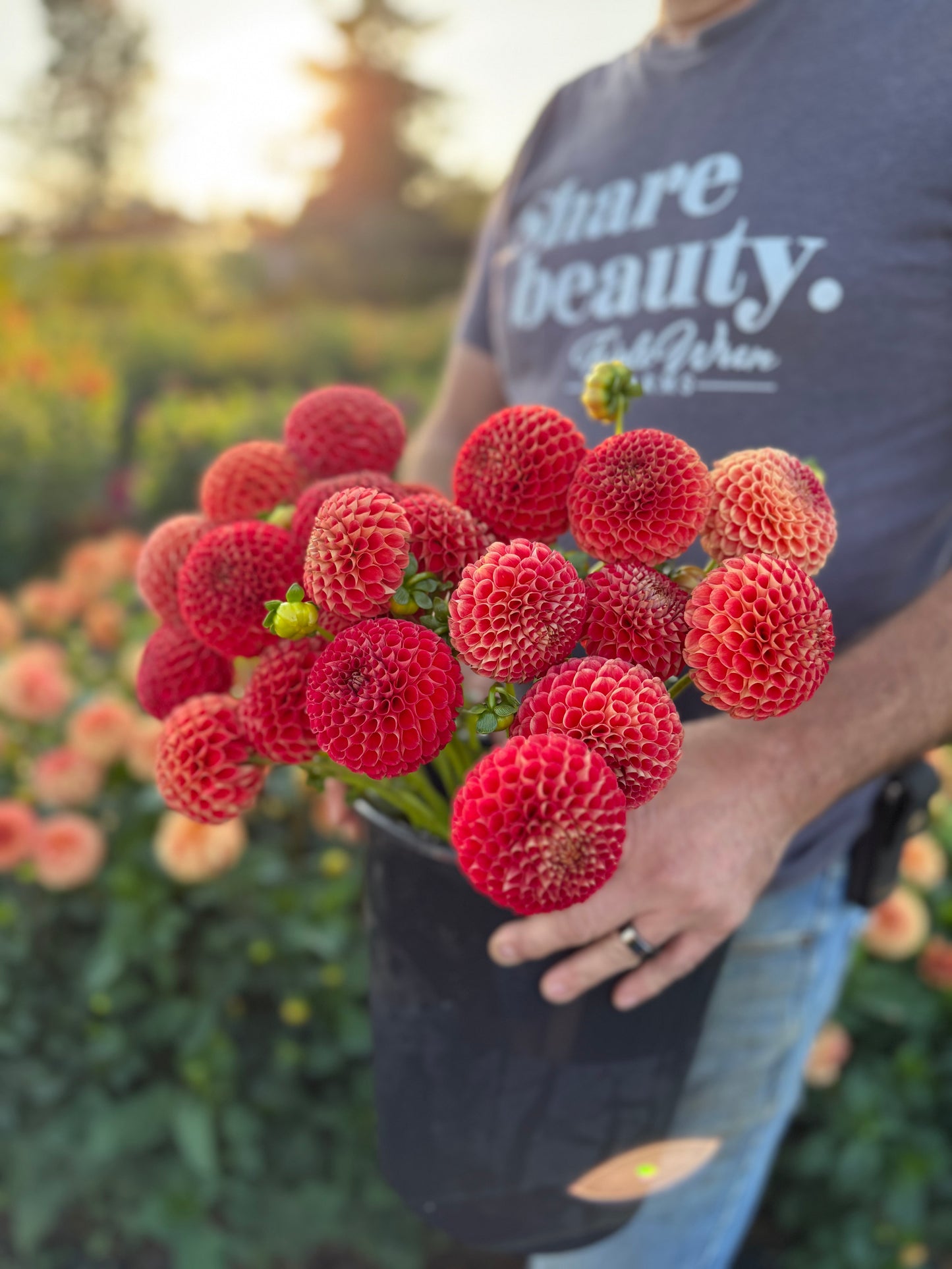 Irish Lil Red Dahlia Tuber