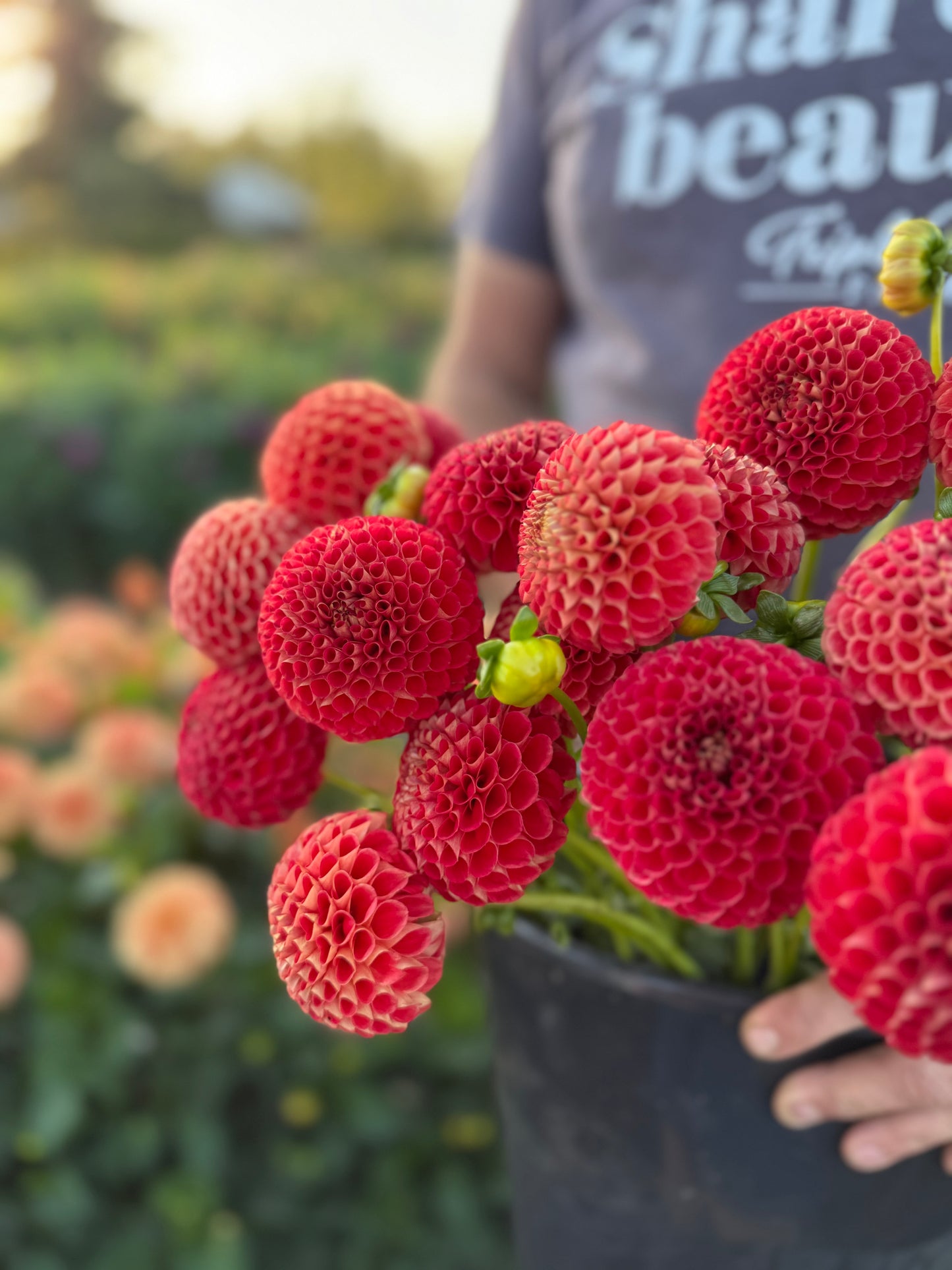 Irish Lil Red Dahlia Tuber
