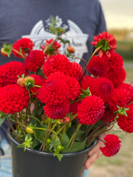 Irish Spice Dahlia Tuber