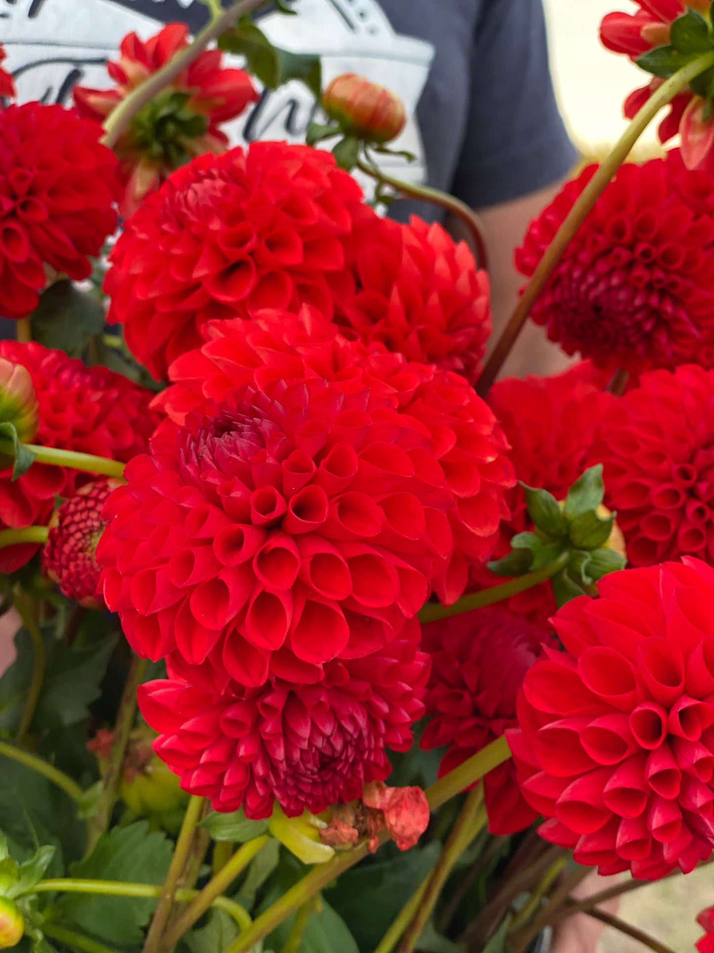 Irish Spice Dahlia Tuber