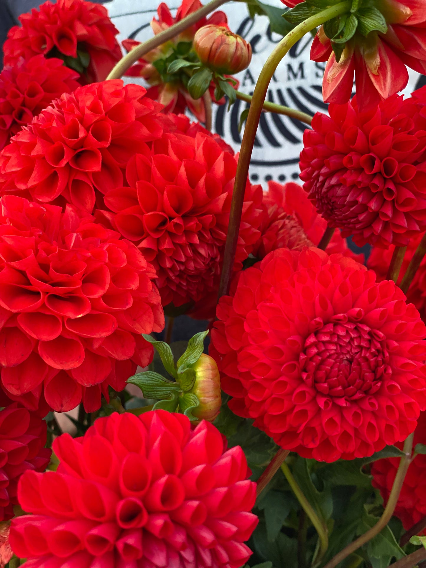 Irish Spice Dahlia Tuber