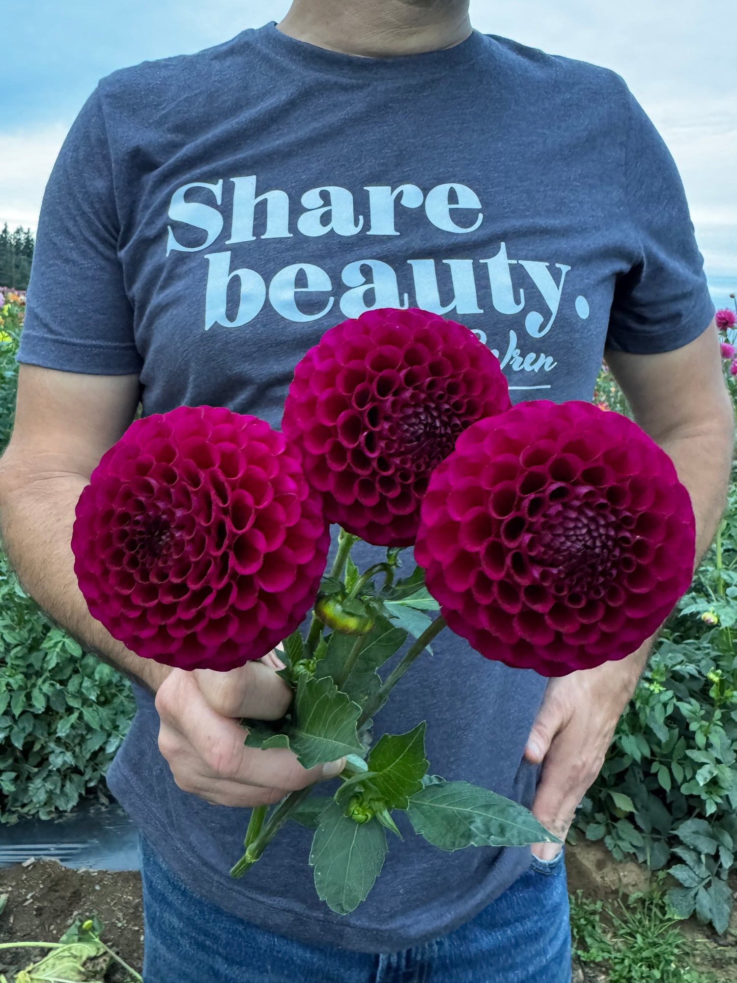 Irish Blackberry Dahlia