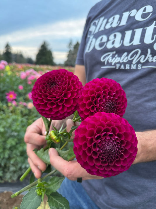 Irish Blackberry Dahlia Tubers from Triple Wren Farms