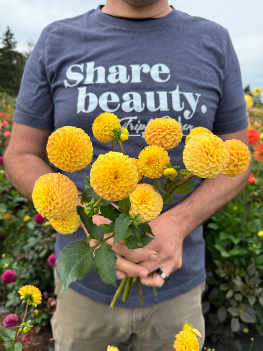 Irish Gnome Dahlia Tubers from Triple Wren Farms