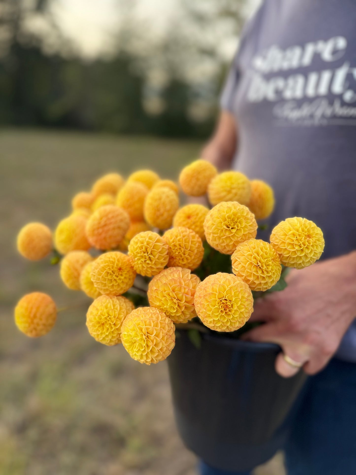A person outdoors holding a black pot filled with small yellow-peachy globe flowers, with a blurred natural background and the person wearing a blue t-shirt.