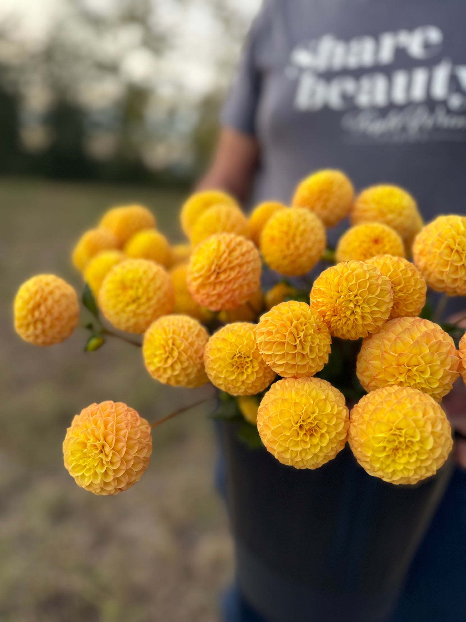 A close-up of a bouquet of vibrant yellow-orange dahlias in bloom, held by a person wearing a blue t-shirt with 'share beauty' printed on it, set against a soft-focus outdoor background.
