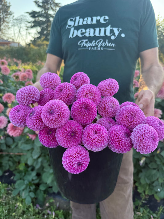 A person in a garden wearing a dark green t-shirt with 'Share beauty. Triple Wren FARMS' printed on the front, holding a black bucket filled with vibrant magenta-purple dahlia flowers.