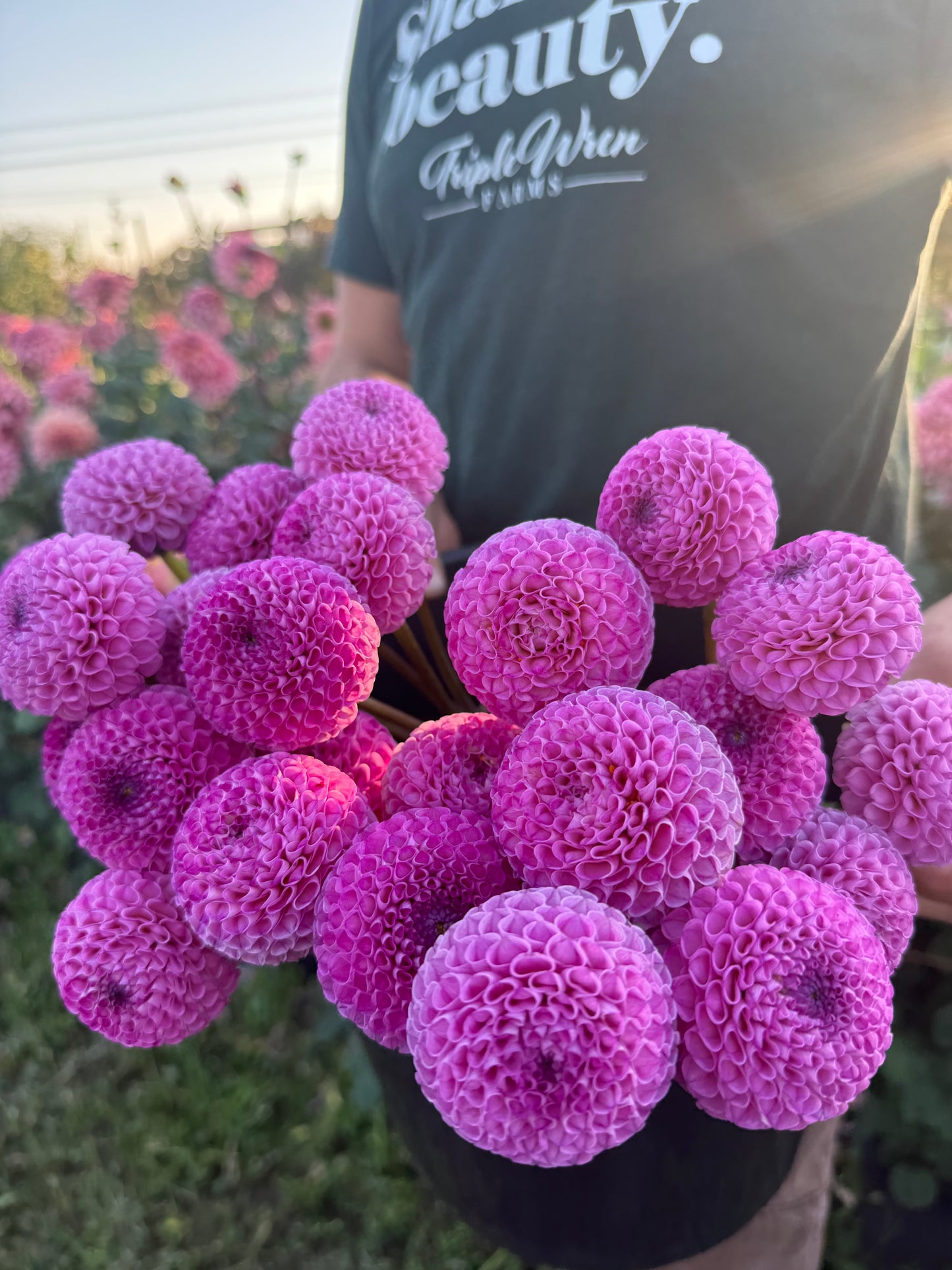 A close-up of a personholding a cluster of bright pink globe dahlias in a flower field, with a person wearing a dark green t-shirt in the background.