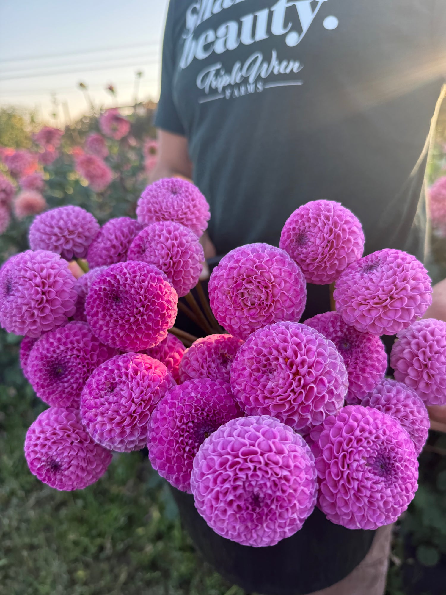 A close-up of a personholding a cluster of bright pink globe dahlias in a flower field, with a person wearing a dark green t-shirt in the background.