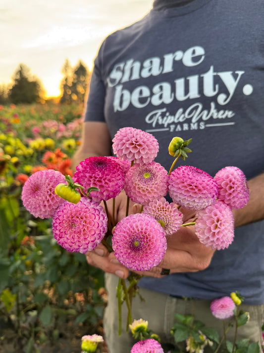 Irish Miss Dahlia from Triple Wren Farms
