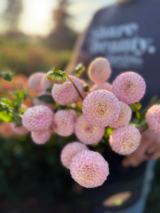 Irish Pinky Dahlias