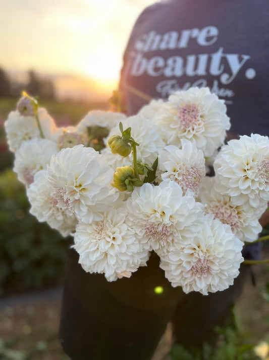 Buy Irish Ruffles Dahlia Tuber Triple Wren Farms