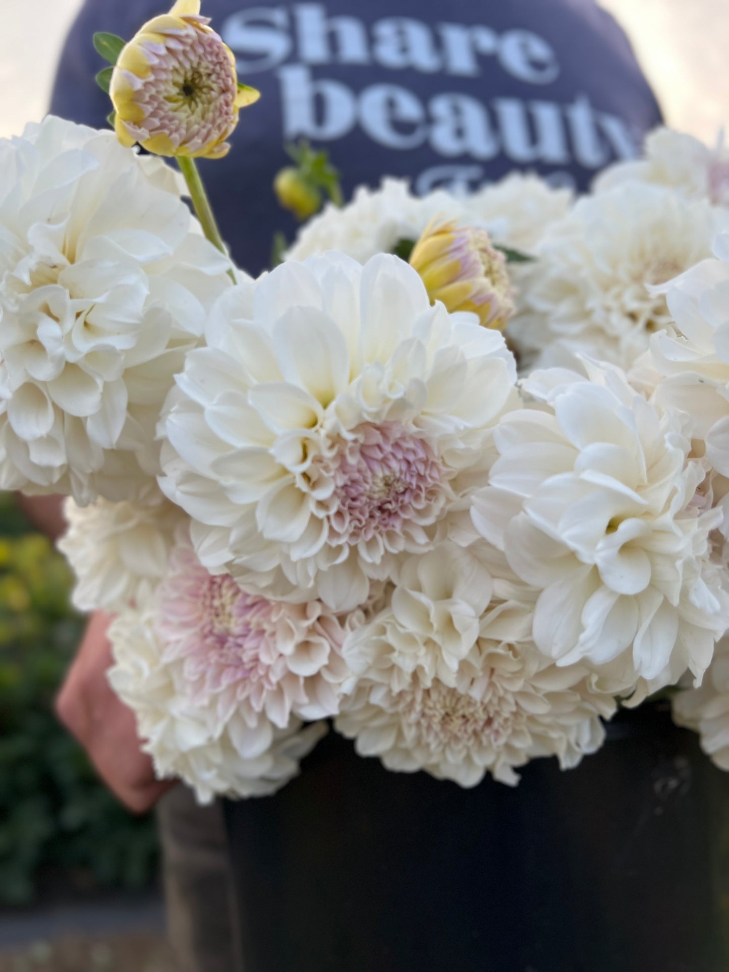 Buy Irish Ruffles Dahlia Tuber Triple Wren Farms