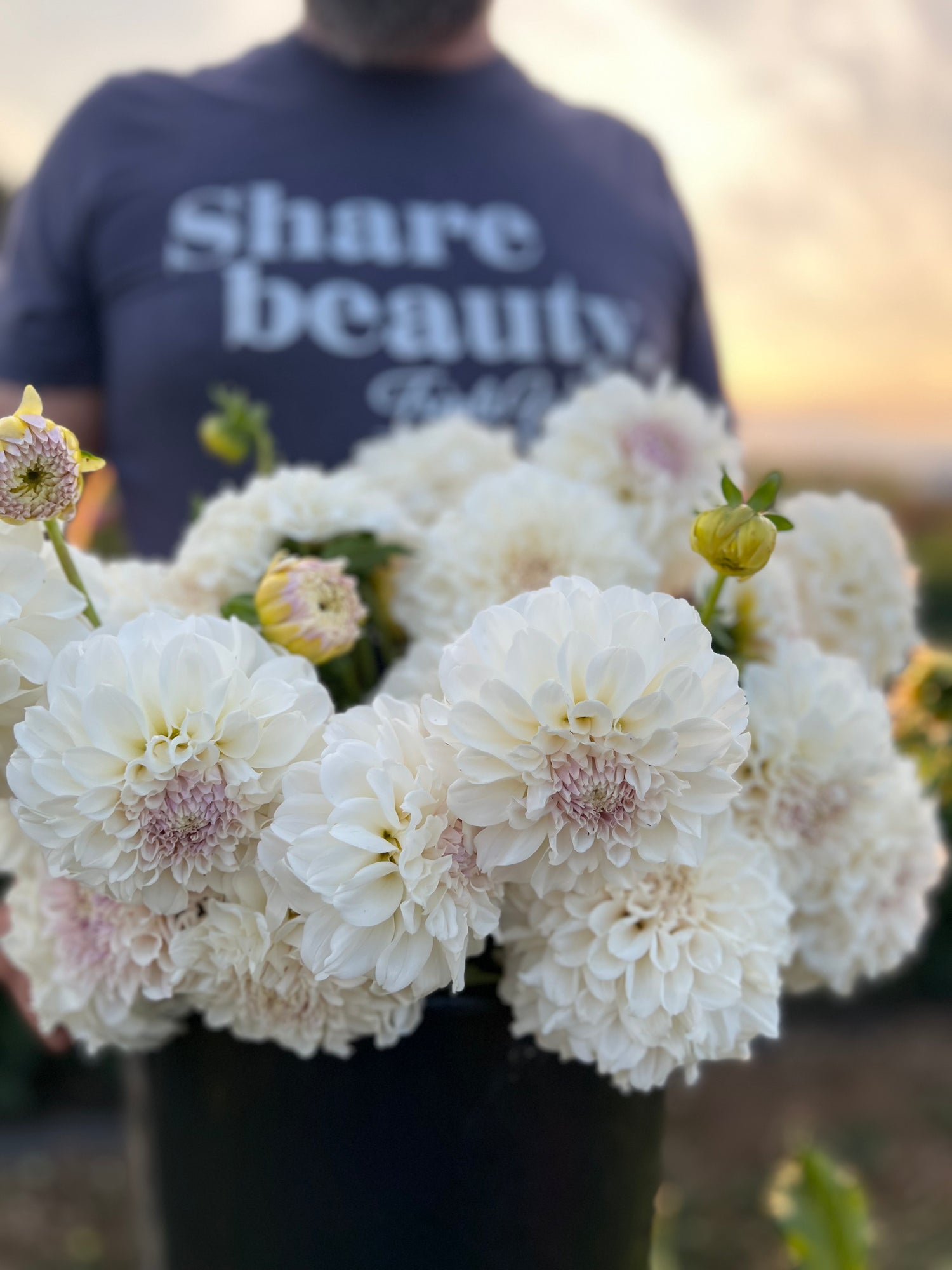 Buy Irish Ruffles Dahlia Tuber Triple Wren Farms