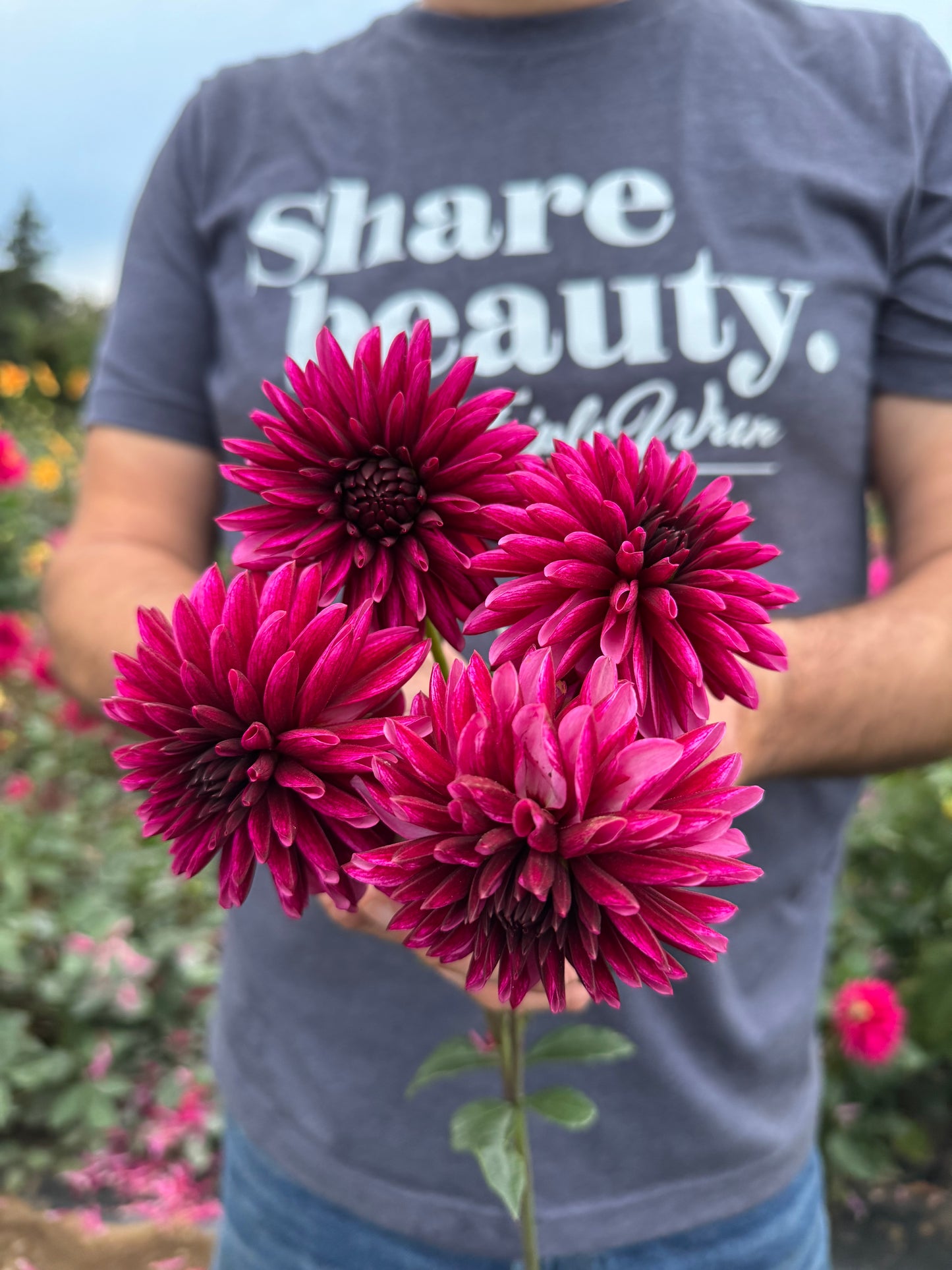 Irish Trophy Dahlia Tubers