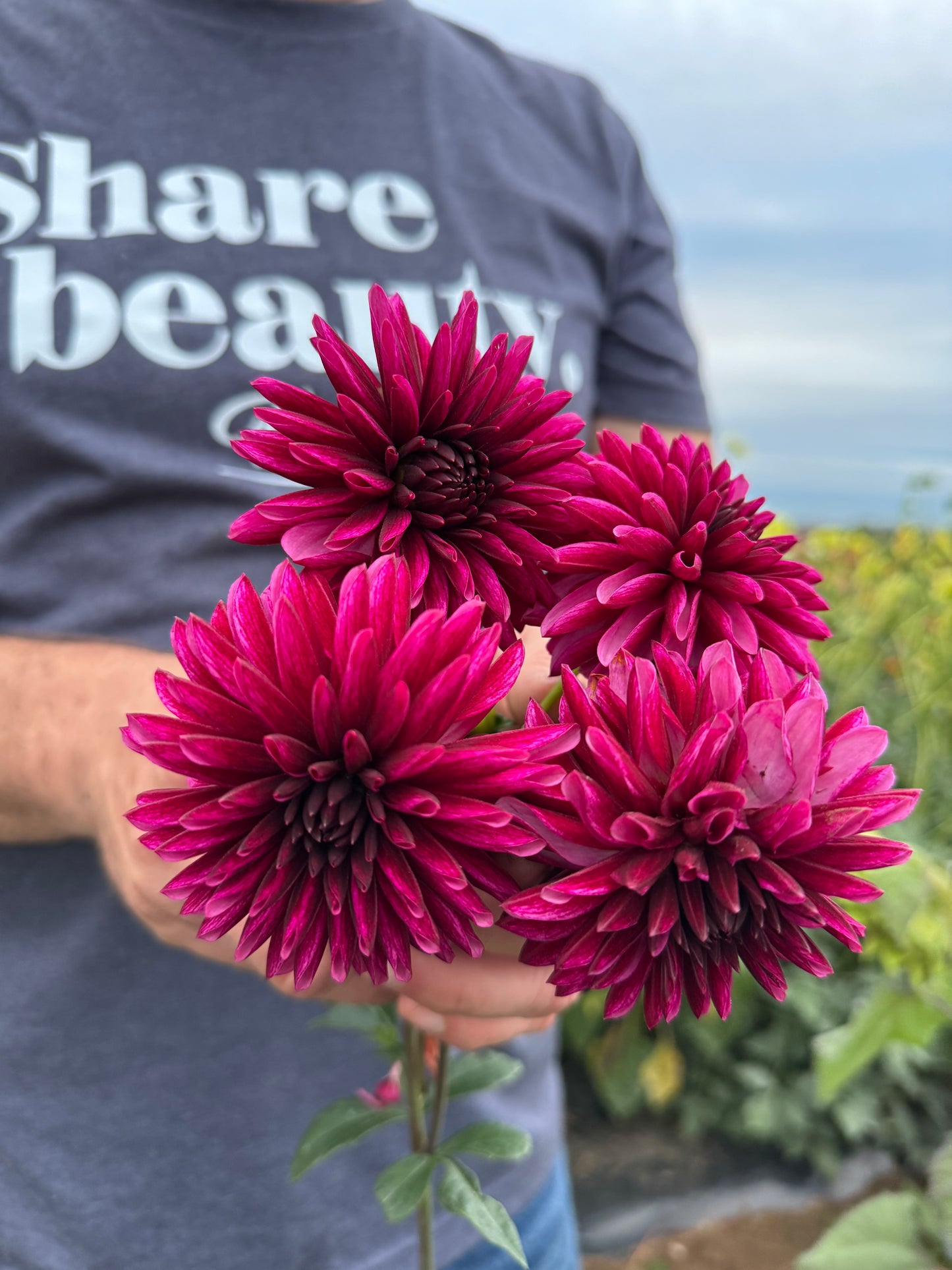 Buy Irish Trophy Dahlia Tubers from Triple Wren Farms