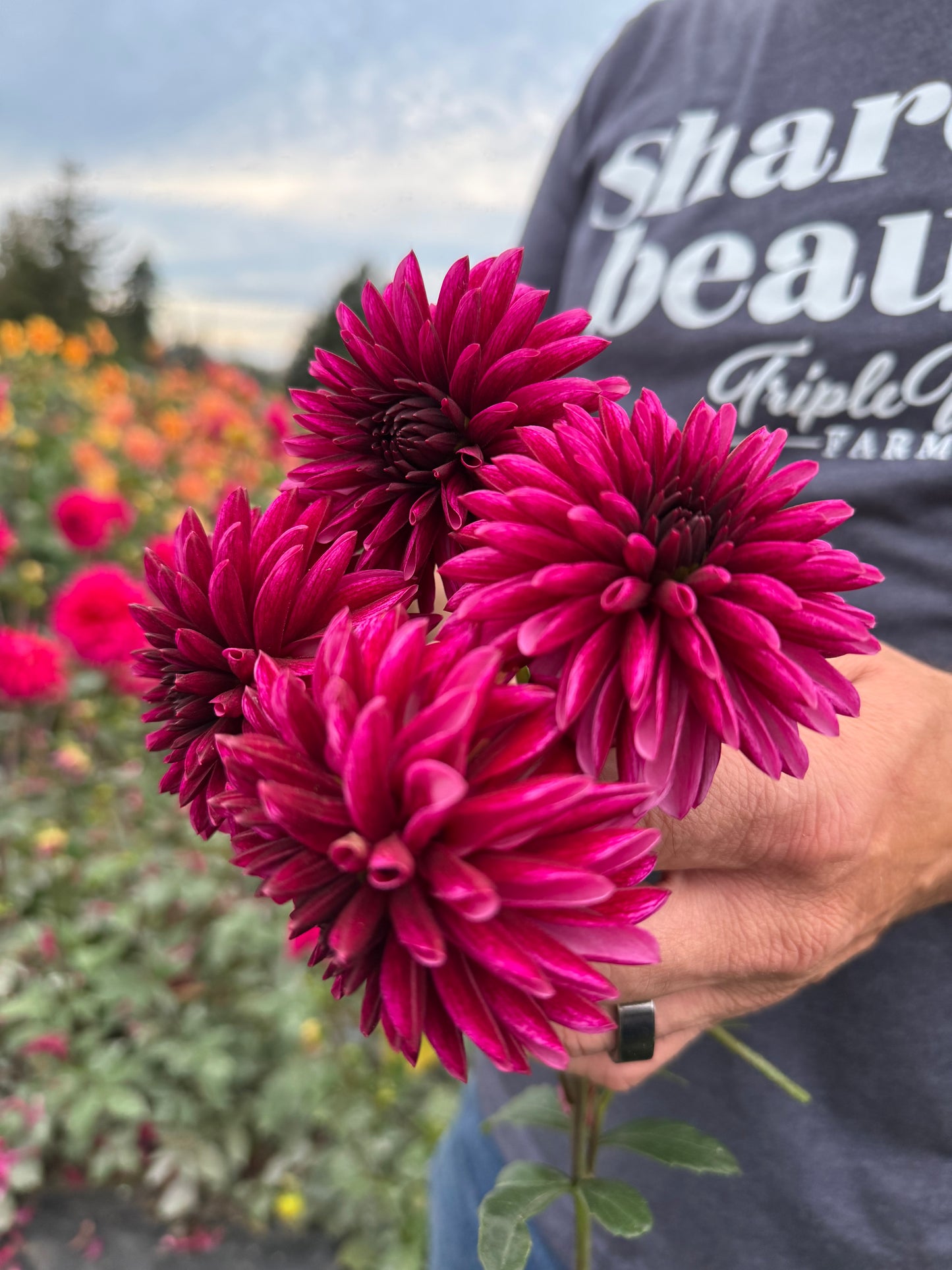 Irish Trophy Dahlias