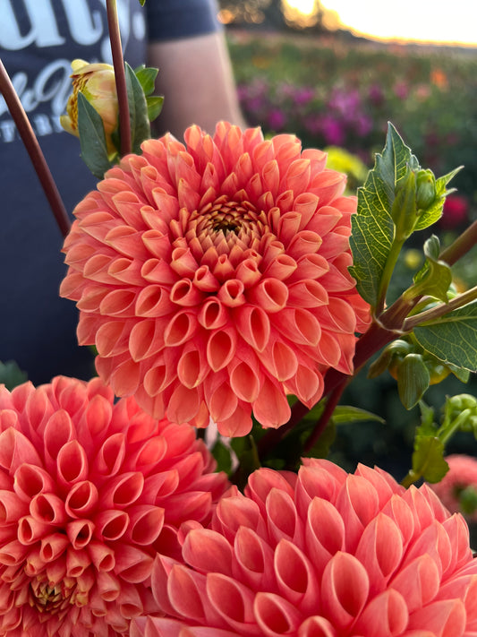 Buy Jowey Linda Dahlia Tubers from Triple Wren Farms