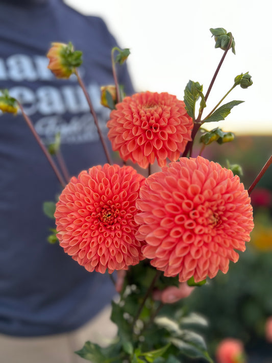 Buy Jowey Linda Dahlia Tuber from Triple Wren Farms