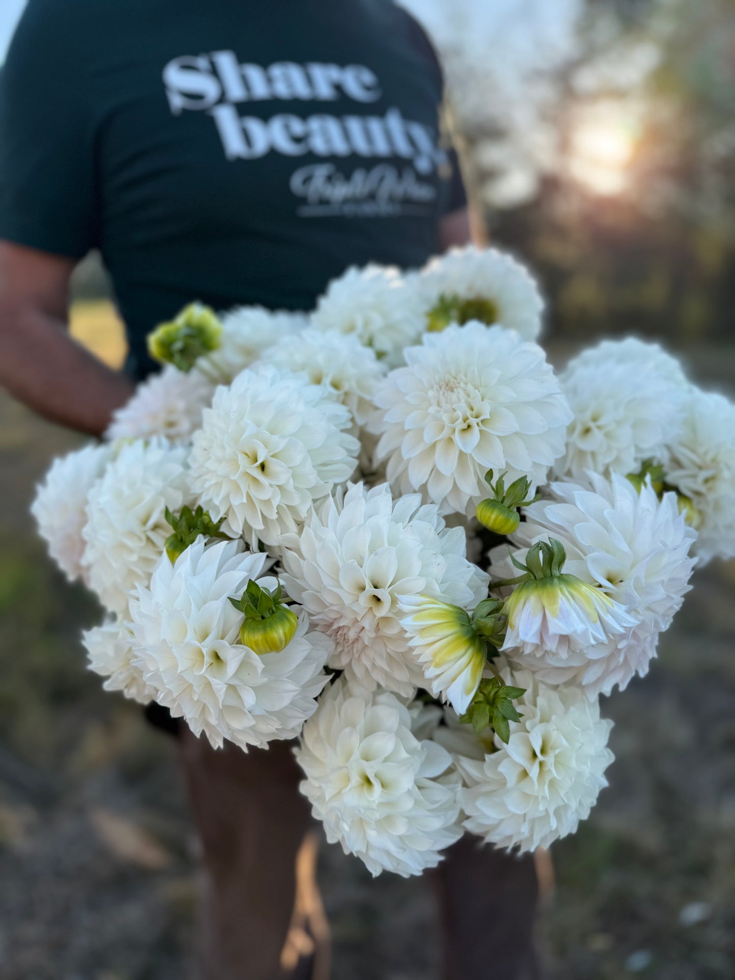 A person outdoors holding a large bouquet of white dahlia flowers, wearing a dark green t-shirt with the text 'Share beauty Triple Wren' visible in the background.