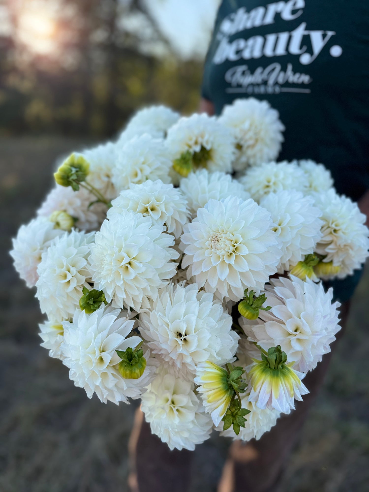 A close-up of a person holding a large bouquet of white dahlia flowers outdoors, with a blurred natural background and part of a black T-shirt visible.