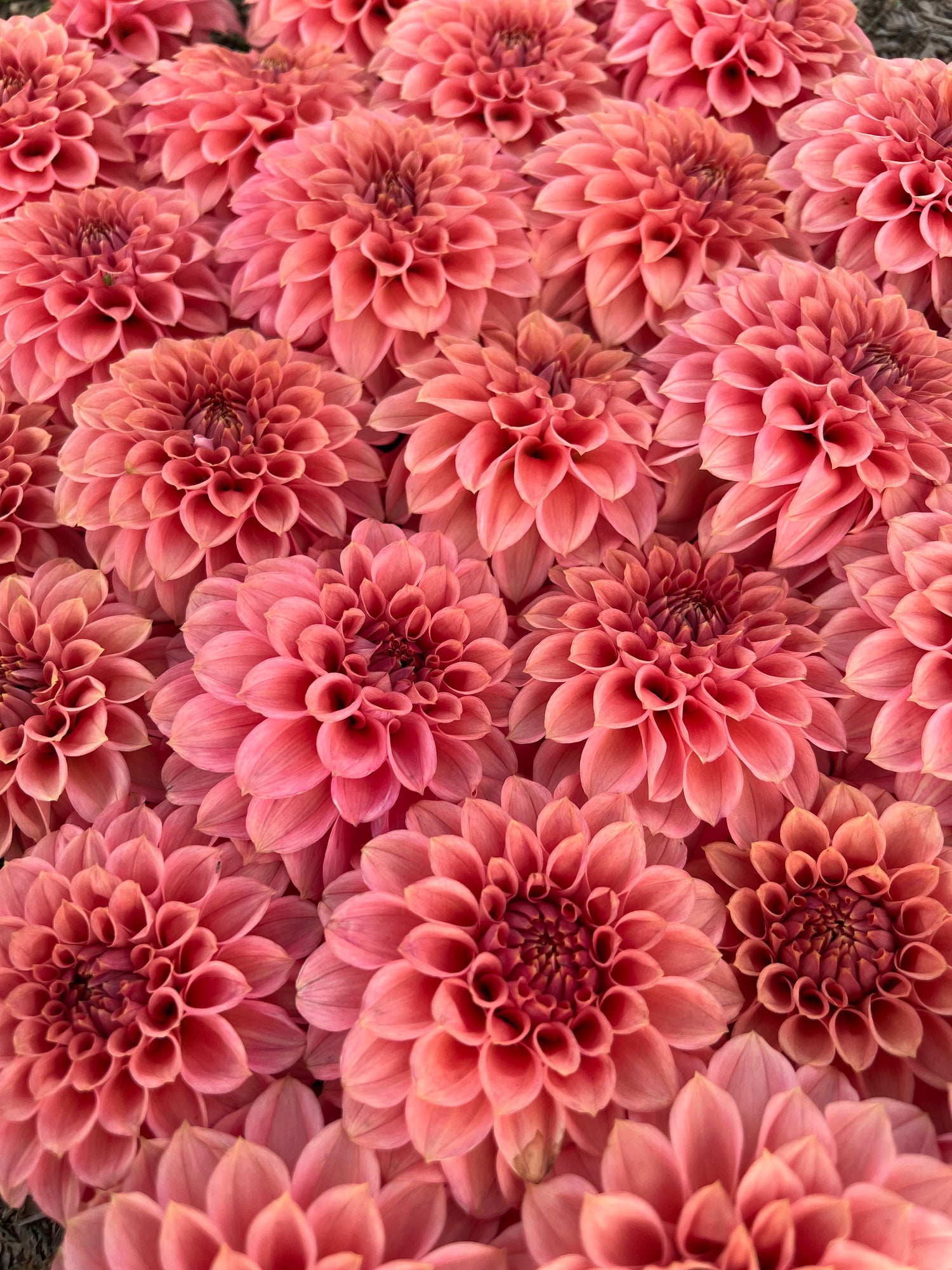 Buy KA's Keltie Rose Dahlia Tubers from Triple Wren Farms for your home garden