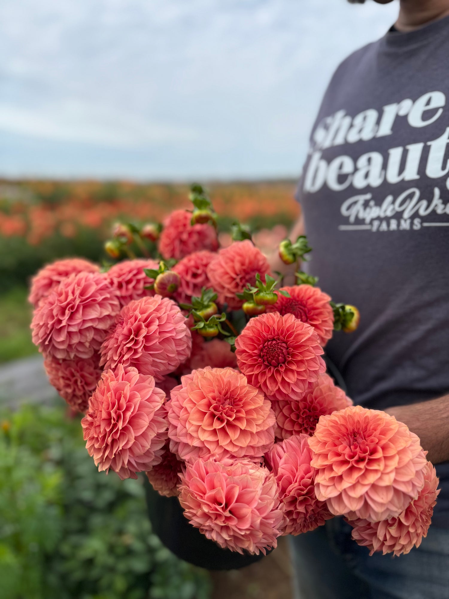 KA's Keltie Rose Dahlias from Triple Wren Farms