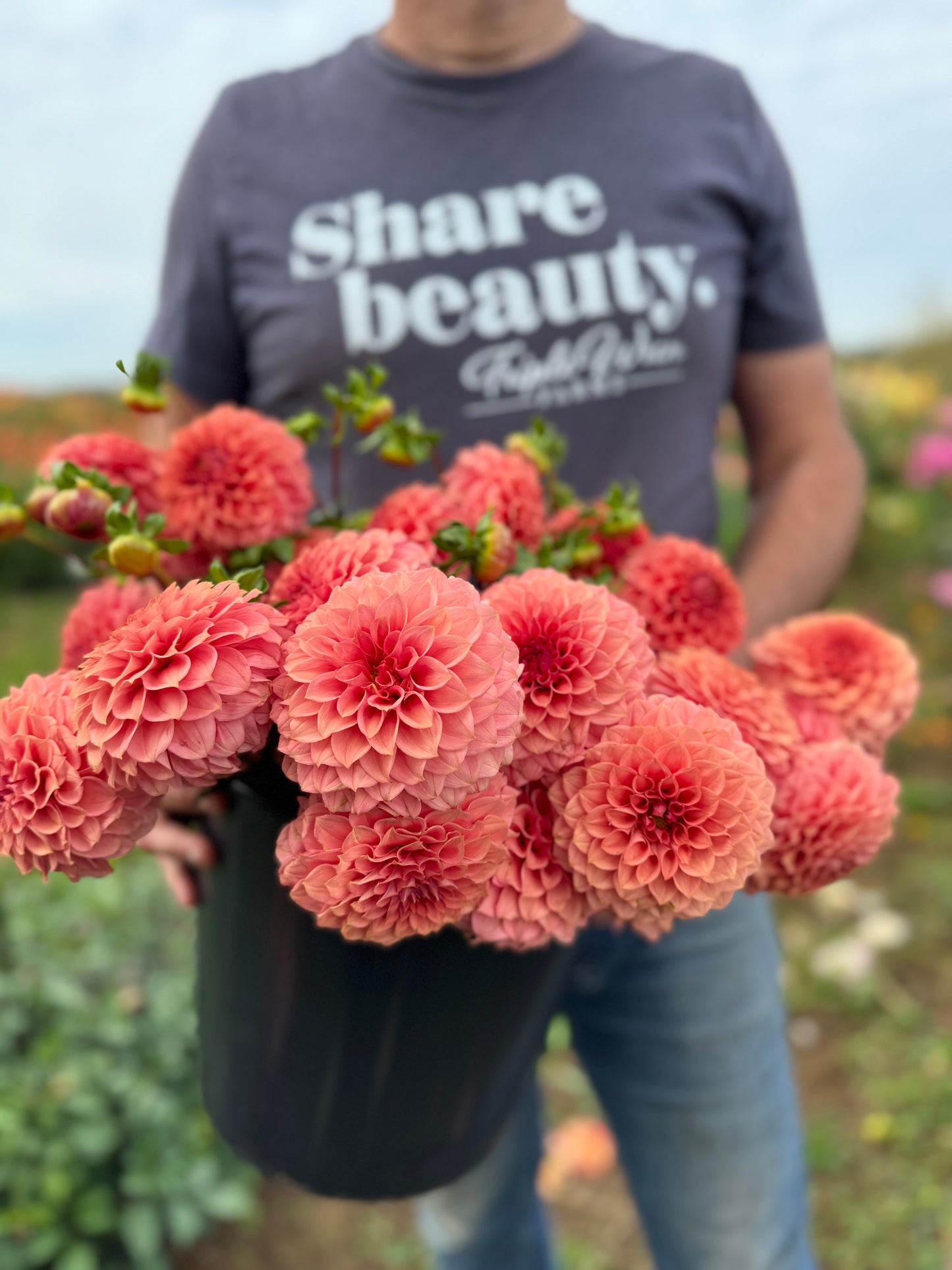 KA's Keltie Rose Dahlias from Triple Wren Farms