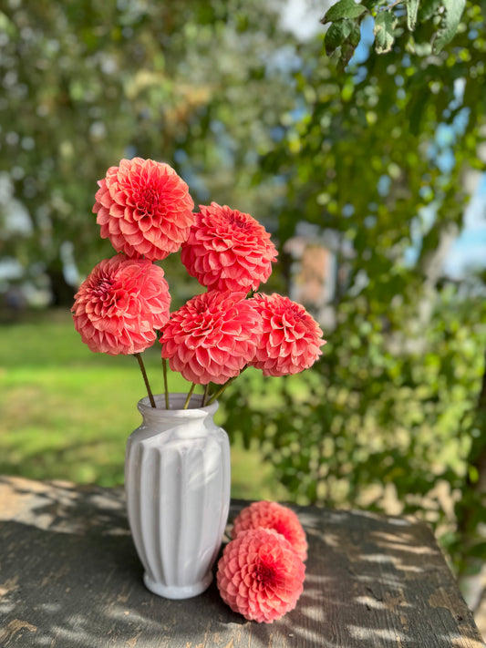 KA's Keltie Rose Dahlias in white vase