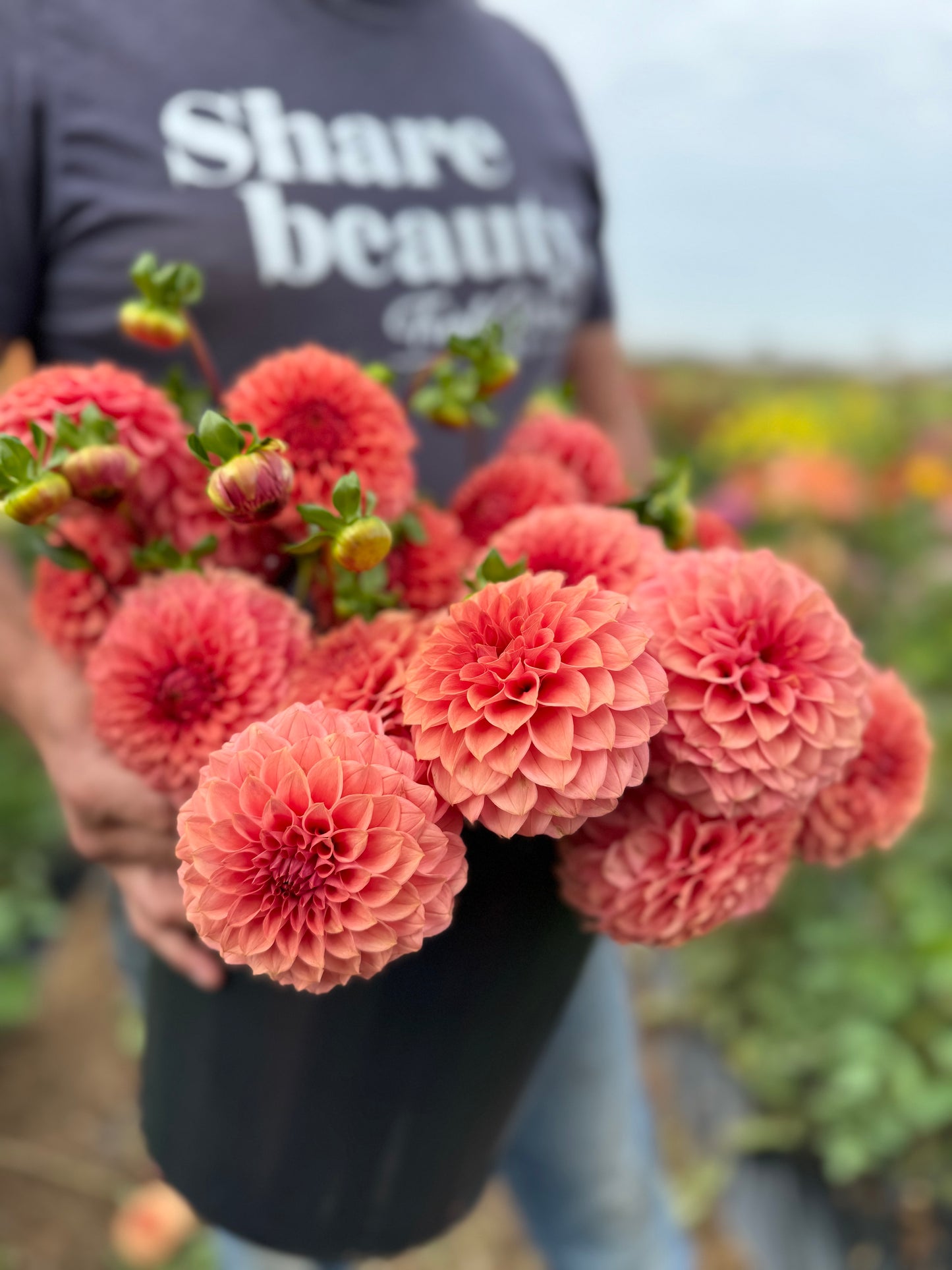 KA's Keltie Rose Pink Dahlias from Triple Wren