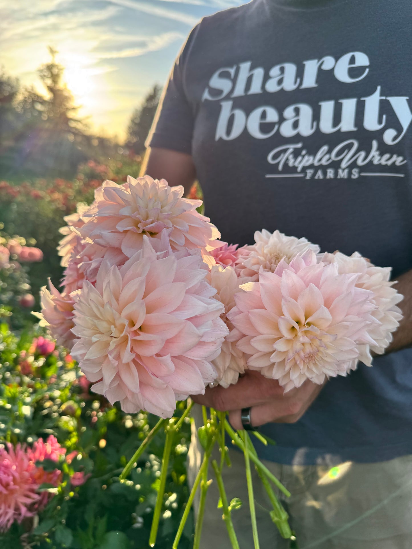 Buy KA's Mocha Jake Dahlias from Triple Wren Farms