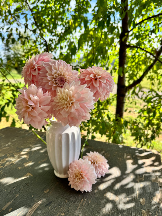 KA's Mocha Jake Dahlias from Triple Wren Farms
