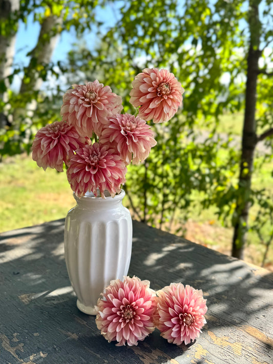 KA's Mocha Jo Dahlias from Triple Wren