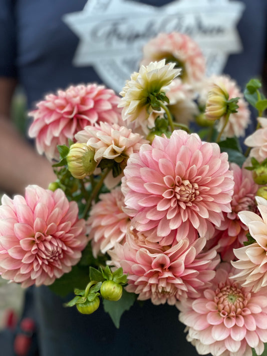 KA's Mocha Jo Dahlias from Triple Wren Farms