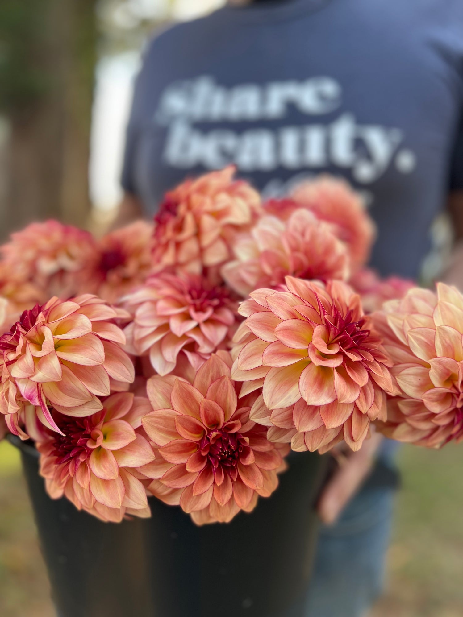 KA's Mocha Katie Rose Blush Dahlia Photo Tissue Culture Rooted Cutting