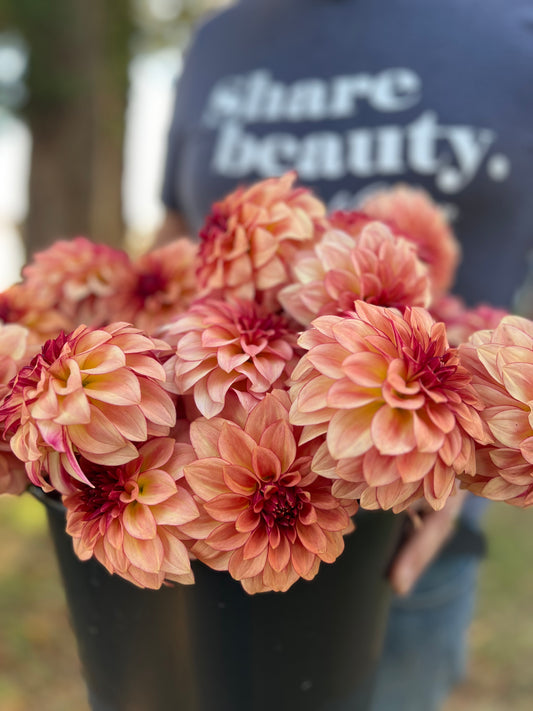 KA's Mocha Katie Dahlia Tubers from Triple Wren Farms