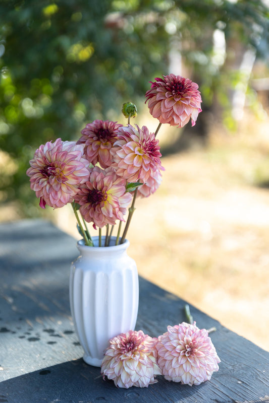 KA's Mocha Katie Rose Blush Dahlia White Vase Tissue Culture Rooted Cutting