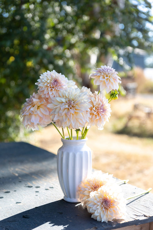 KA_s Mocha Maya Dahlias from Triple Wren Farms